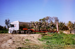 Transporte especial de olivos centenarios