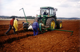 Maquina plantando viña